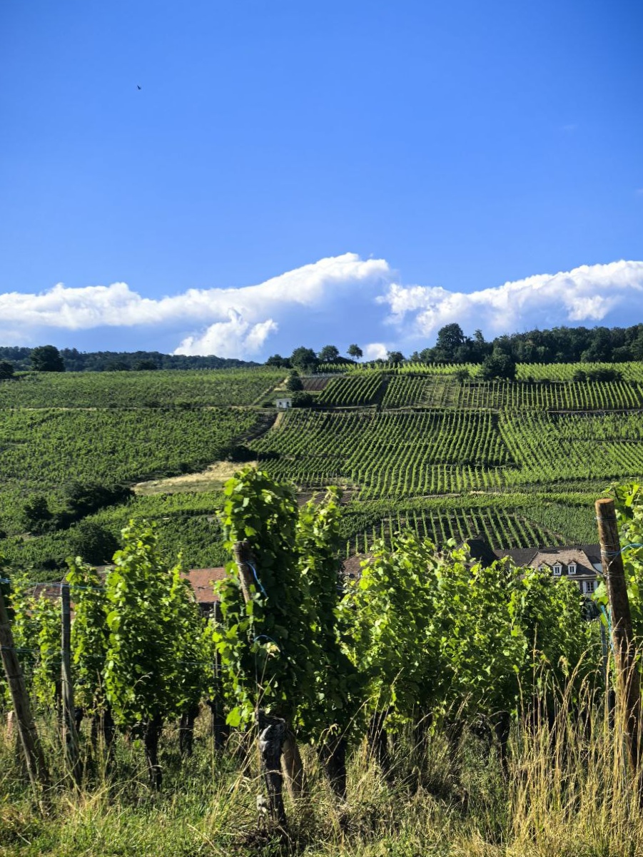 Жемчужины Эльзаса и винные дегустации